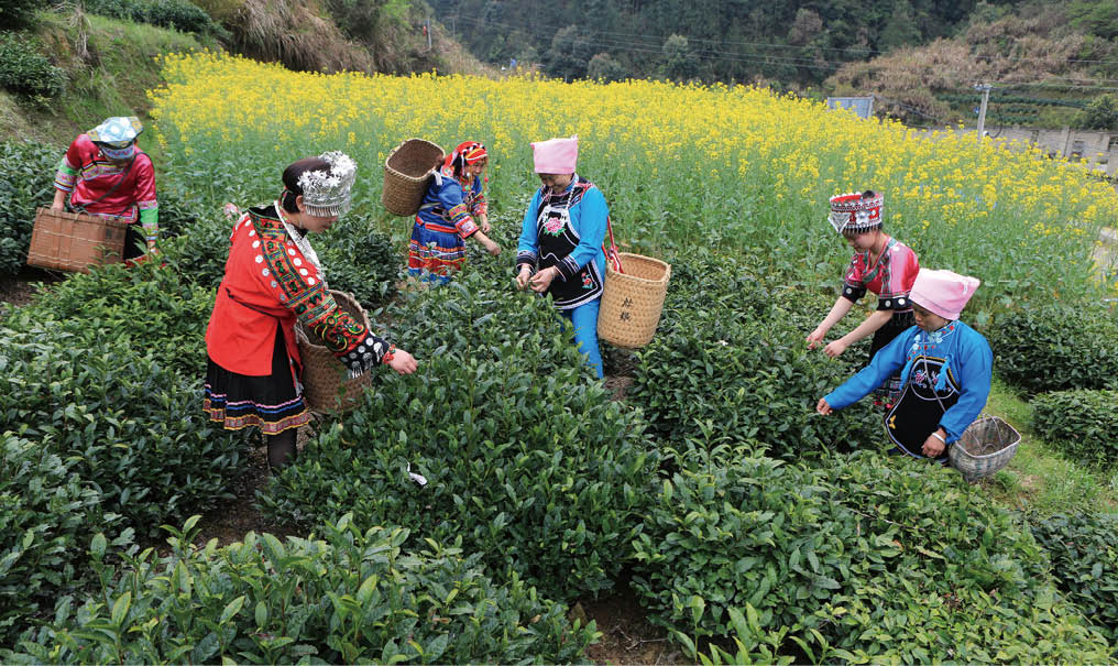 黃山市組織各族群眾茶葉采摘技術(shù)大比拼活動(dòng).jpg