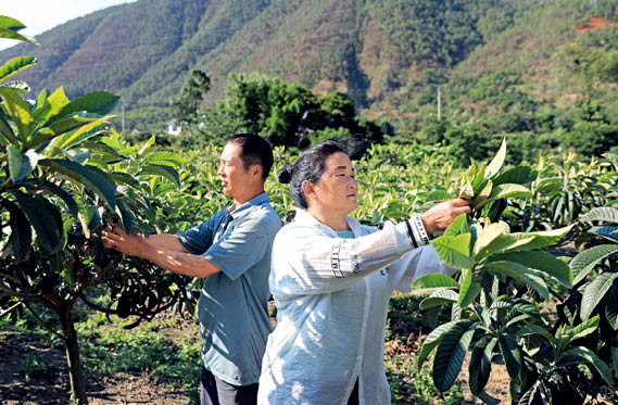 涼山州德昌縣樂躍鎮(zhèn)高豐村村民在給枇杷樹定枝___中新社記者_(dá)王磊_攝.jpg